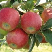Саженцы яблони Рубин стар фото