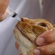 Вакцины для профилактики болезней кошек фото
