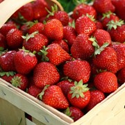 Продам раннюю клубнику оптом сортов Альбион, Хоней, Мадлен фото