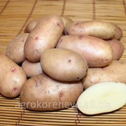 Семенной картофель с. Ильинский (суперэлита) фото