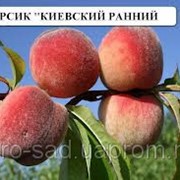 Саженцы персика сорт “Киевский ранний“ зимостойкий оптом фотография