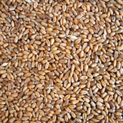 Пшеница (для проращивания), 500 гр фото