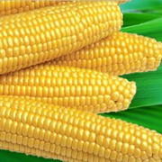 Семена кукурузы сорт Мегатон F1 фото