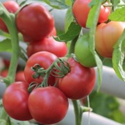 Семена томатов Пинк Шайн F1 | Pinkshine
