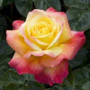 Розы кустарниковые, Роза Пульман Ориент Экспресс фото