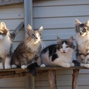 Котята породы норвежская лесная фото