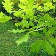 Дуб Quercus robur Fastig. Koster обхват ствола 10-12 фото