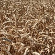 Пшениця озима ЕСАУЛ фотография