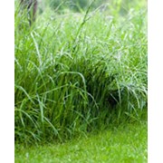 Трава пастбищная многолетняя фото