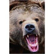 Охота на медведя на Камчатке фотография