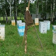 Перевозка пчёл на медосбор, кочёвка фотография