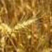 Зерно фуражное культуры зерновые продам в одесской области
