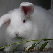 Кролики новозеландские белые фото