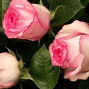 Саженцы роз фото