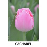 Сорт тюльпана CACHAREL фото