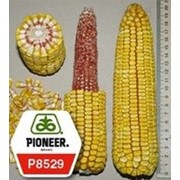 Семена кукурузы П8529/P8529 П8529, от производителя фото