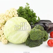 Семена овощей фото