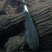 Белокаймовый аптеронотус (рыба-нож) фото