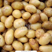 Картофель сверхранний фотография