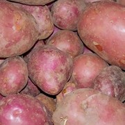 Картофель продовольственный, сорт Журавинка 5+ фотография