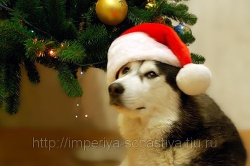 Новогодняя Про Собаку Новогодняя Про Собаку
