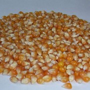 Зерно кукурузы фасованное