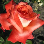 Розы оранжево – красные фото