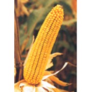 Семена кукурузы ЗПСК 360 фото