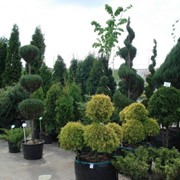 Декоративные растения купить Украина фото