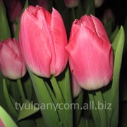 Сорт тюльпана DYNASTY фото