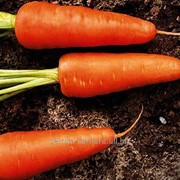 Семена моркови Шантанэ Королевская фото