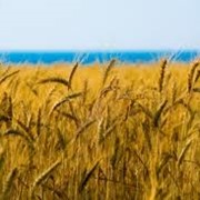 Хранение зерновых культур