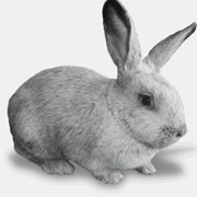 Кролики породы Серебристый Европейський, продажа породистых кроликов оптом и в розницу фото