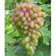 Саженци столового винограда сорт Юбилей Новочеркасска фотография