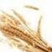 Пшеница фуражная 4 класс фото