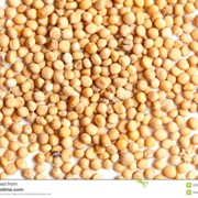 Семена горчица (белая) фото
