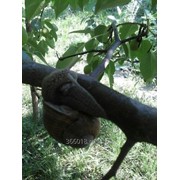 Виноградные улитки свежие фото