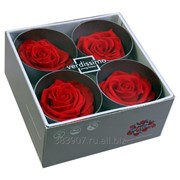 Стабилизированный Бутон розы “Red“ (Premium) фото