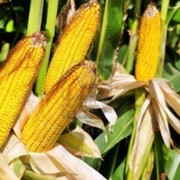 Семена кукурузы Монсанто фото