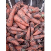 Морковь,купить овощи,купить морковь в Астане,купить овощи оптом фотография