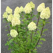 Гортензия метельчатая " Лимелигт" Hydrangea paniculata ` "Limelight"