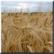 Пшеница в зерне оптом
