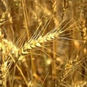 Культура зерновая
