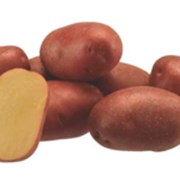Картофель семенной Лабелла 2РС фото