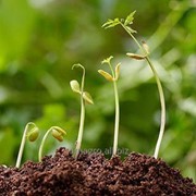 Регулятор роста растений ЦеЦеЦе 750, ВК 750 г/л