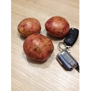 Продовольственный картофель от 14 руб. фото