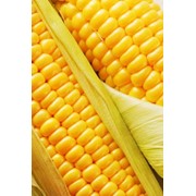 Посевной материал кукурузы фотография