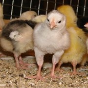 Цыплята подрощенные, суточные, суточные цыплята бройлера, подрощенные цыплята бройлера фотография