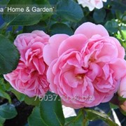 Роза Home & Garden фотография
