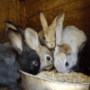 Корма для кроликов фото